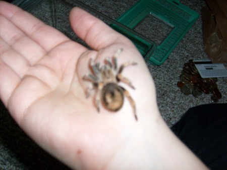 Baby Mexican Red Knee Tarantula- later named Suzie